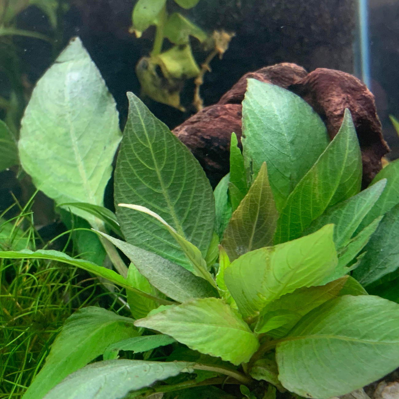 Hygrophila Corymbosa sp. Compact