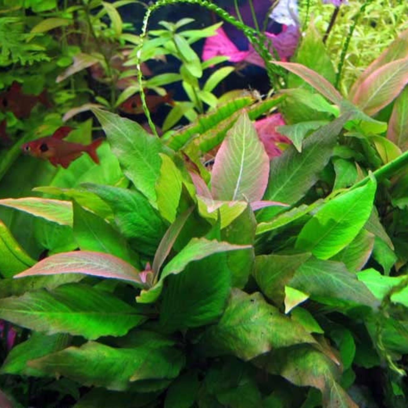 Hygrophila Corymbosa sp. Compact