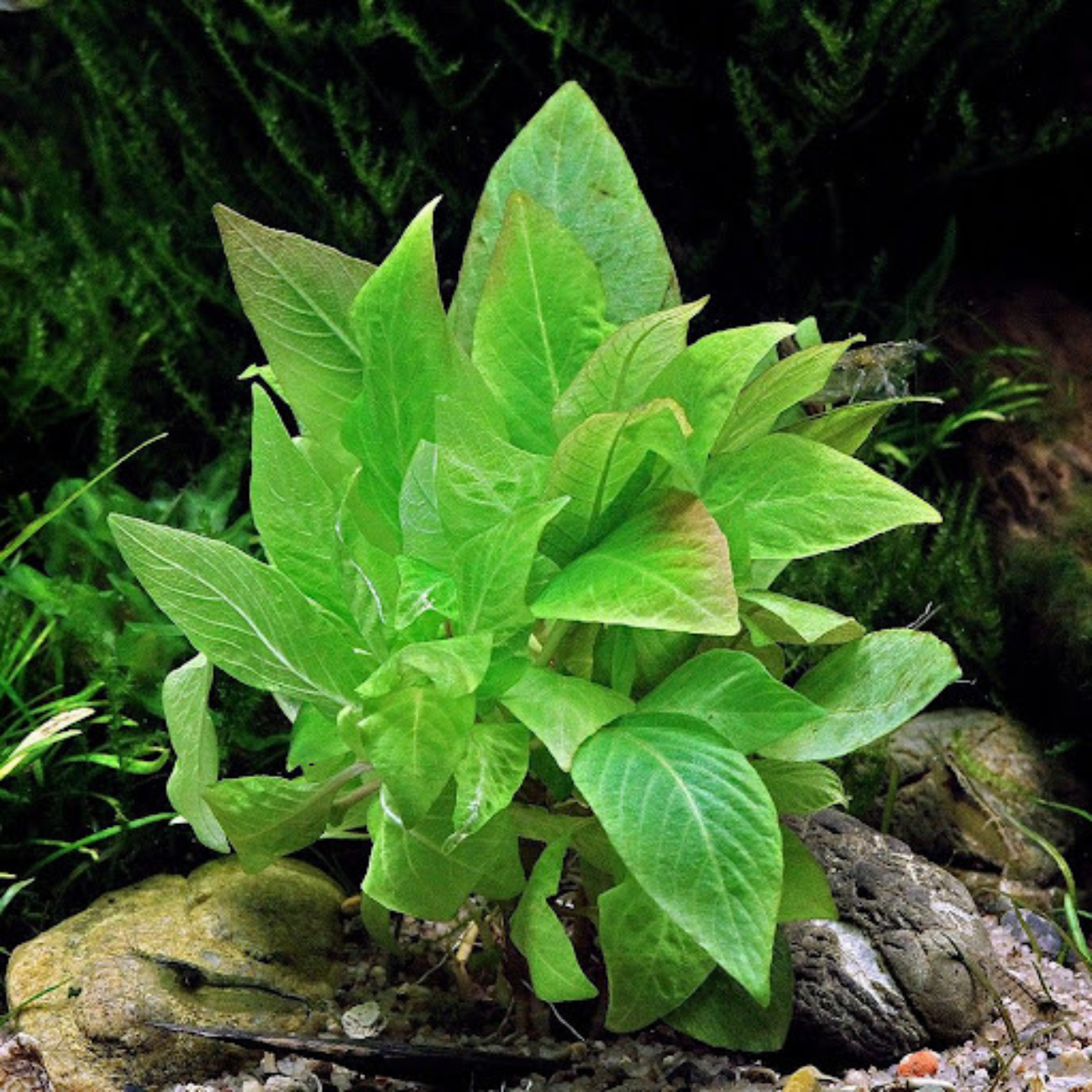 Hygrophila Corymbosa sp. Compact