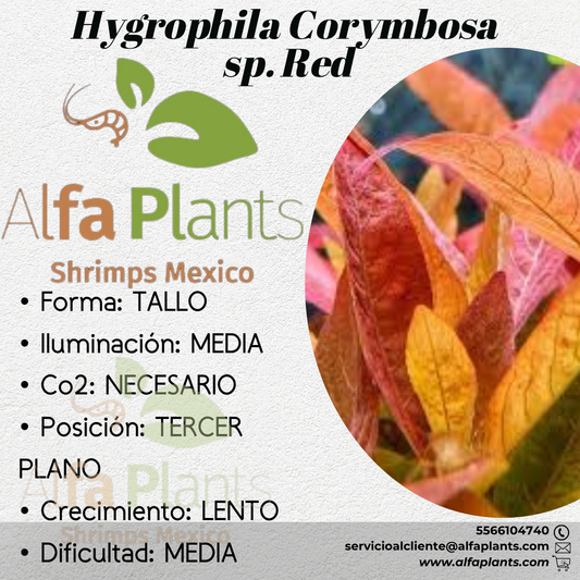Hygrophila Corymbosa sp. Red