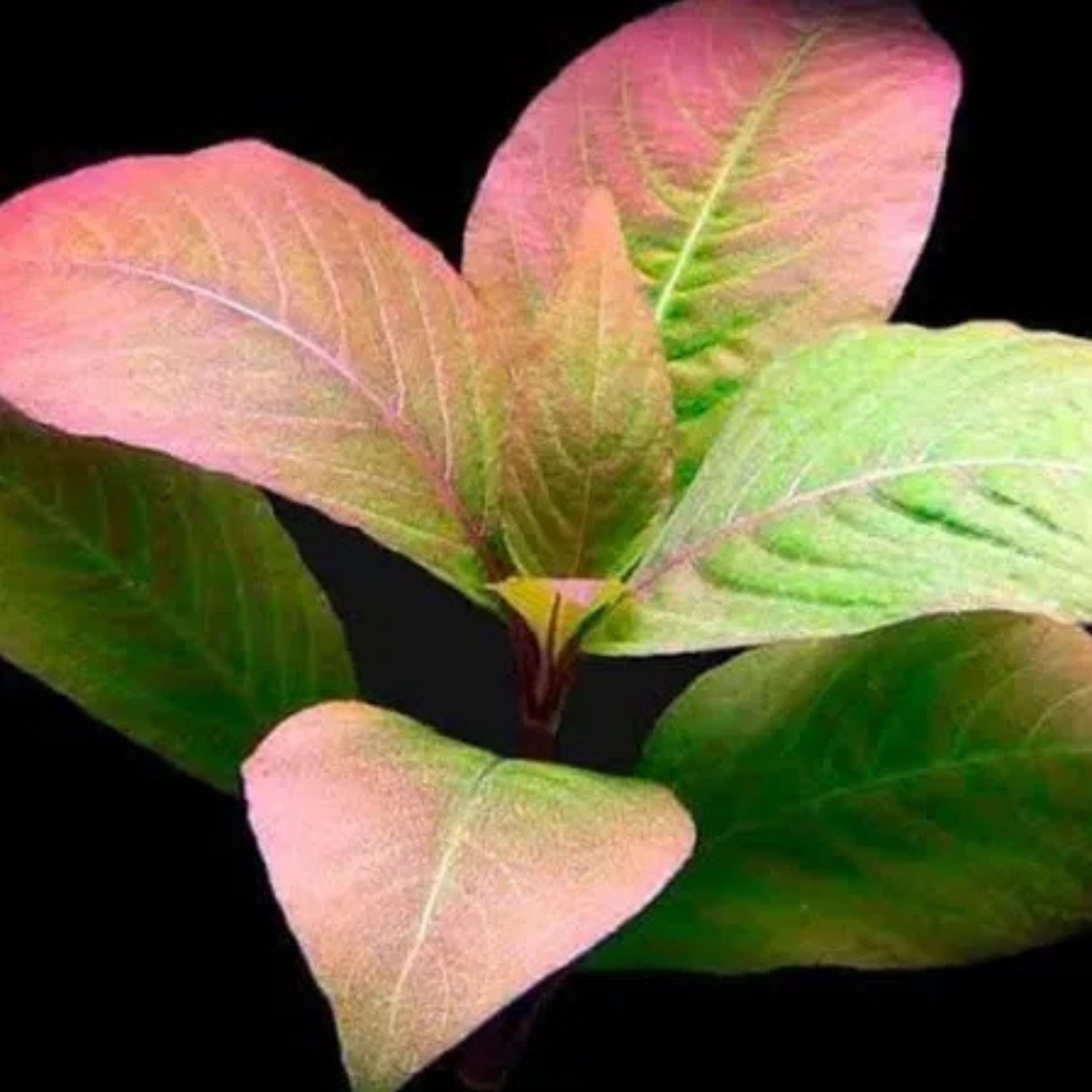 Hygrophila Corymbosa sp. Red