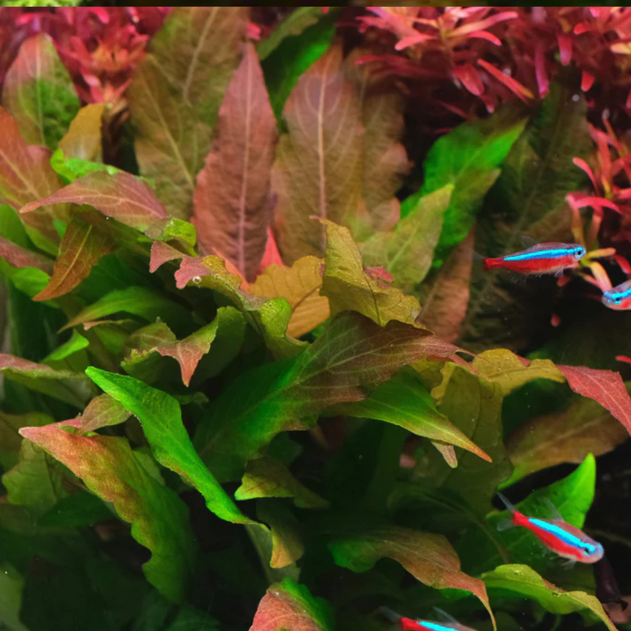 Hygrophila Corymbosa sp. Red