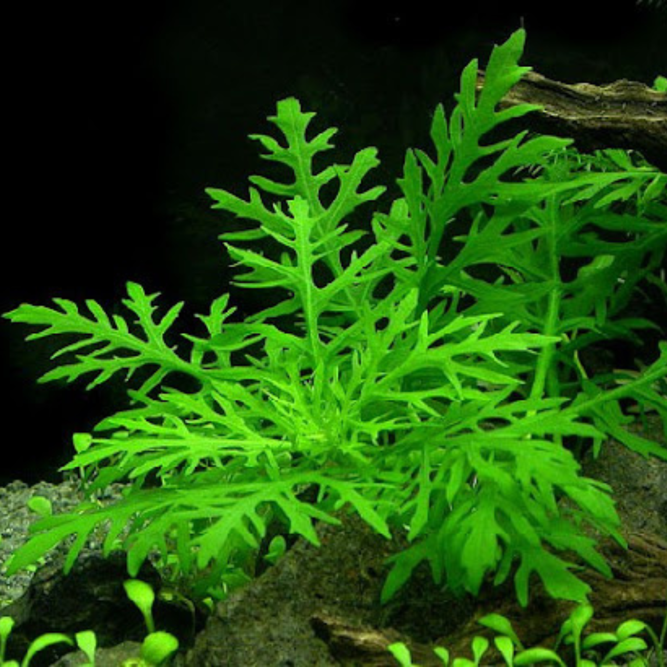 Hygrophila Difformis
