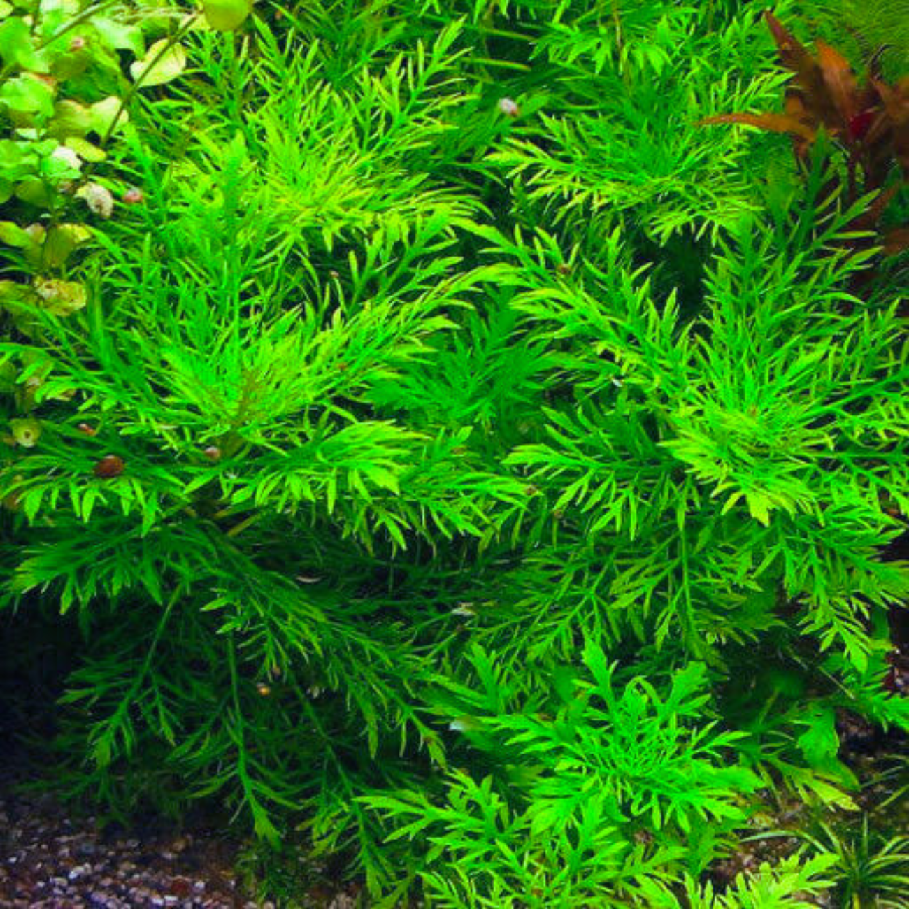 Hygrophila Difformis