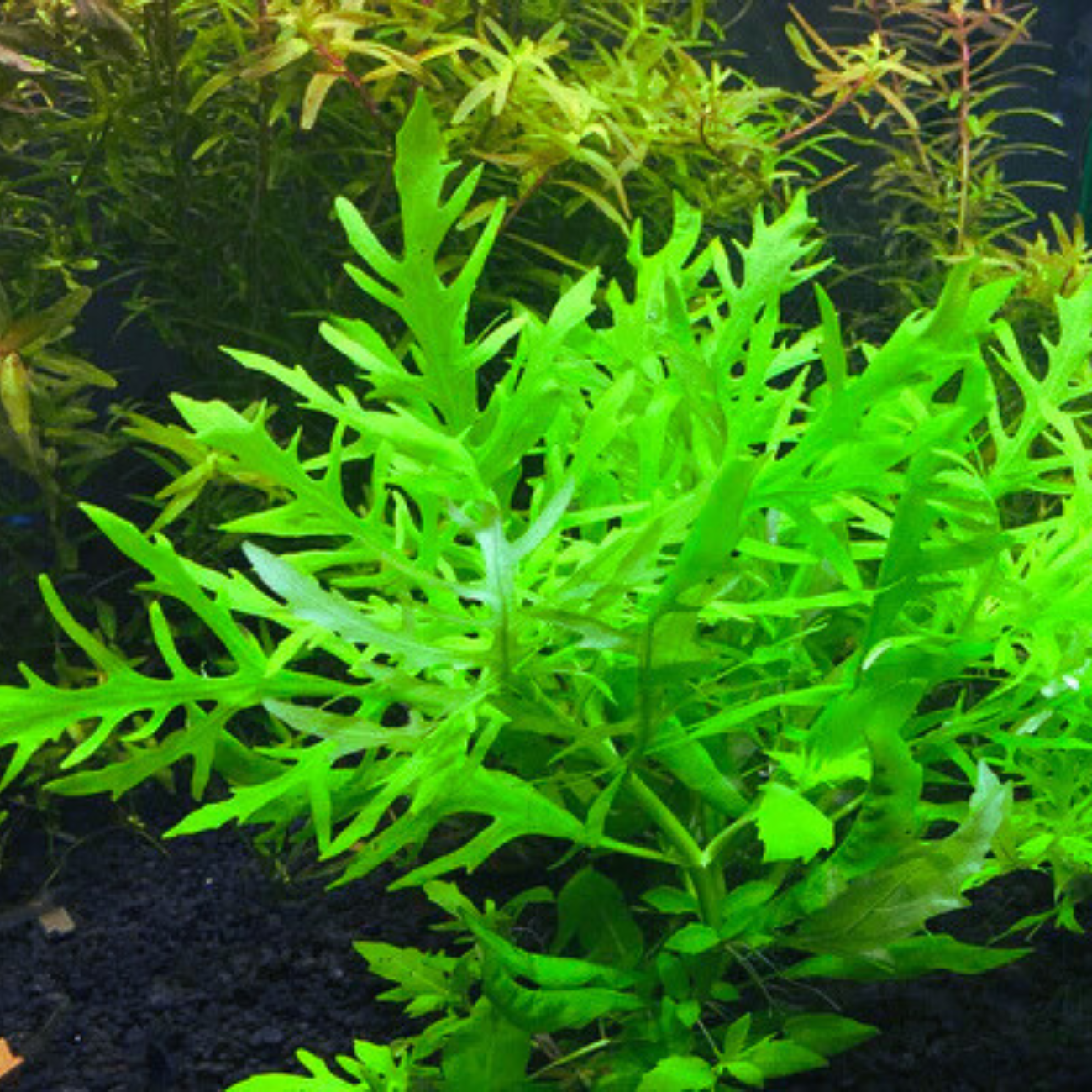 Hygrophila Difformis
