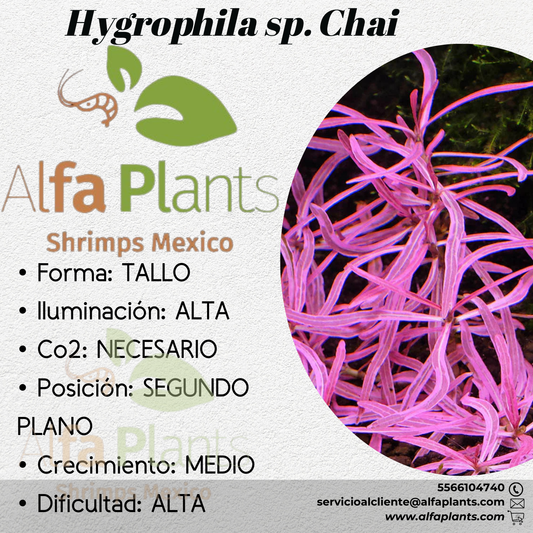 Hygrophila sp. Chai