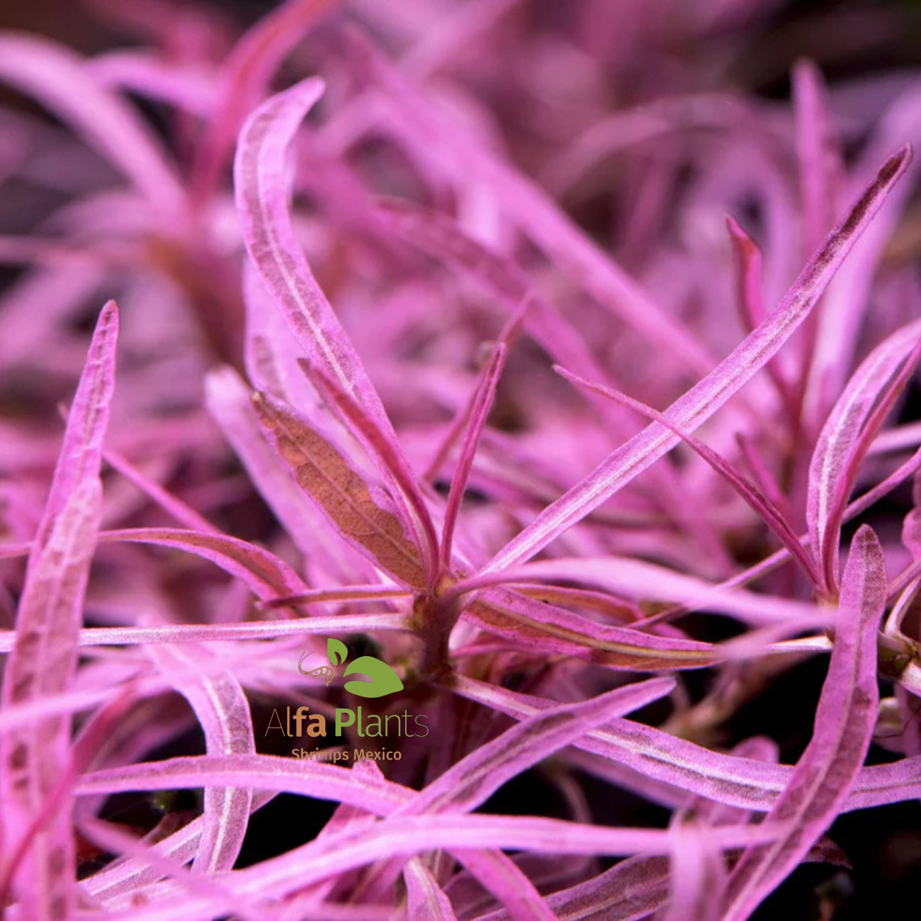 Hygrophila sp. Chai