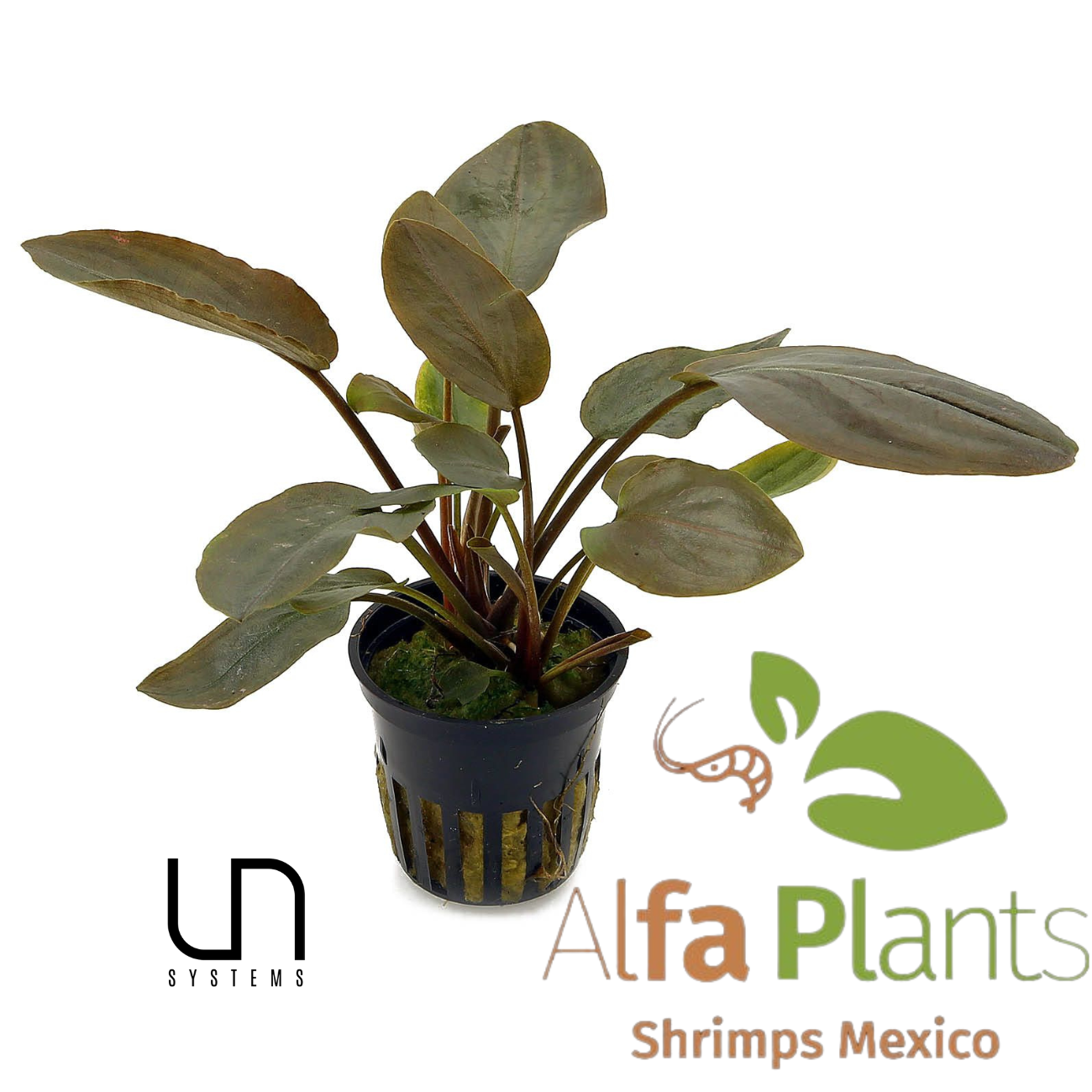 Lagenandra Meboldii Red