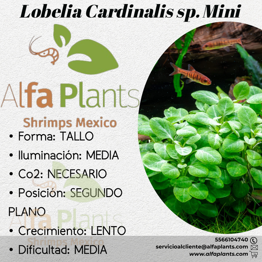 Lobelia Cardinalis sp. Mini