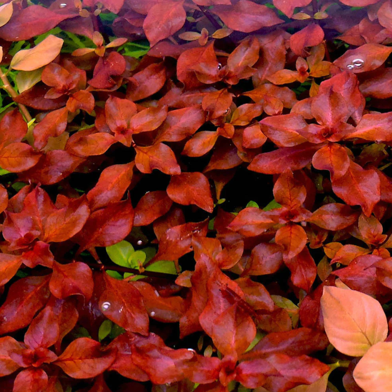Ludwigia sp. Super Red Mini