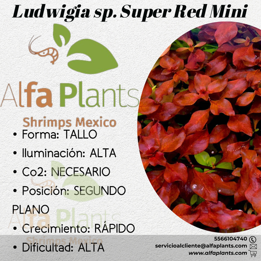 Ludwigia sp. Super Red Mini