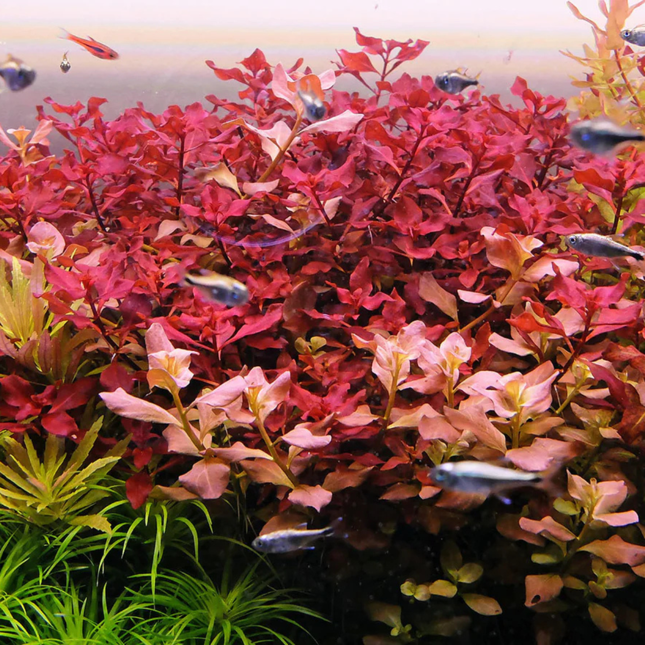 Ludwigia sp. Super Red Mini