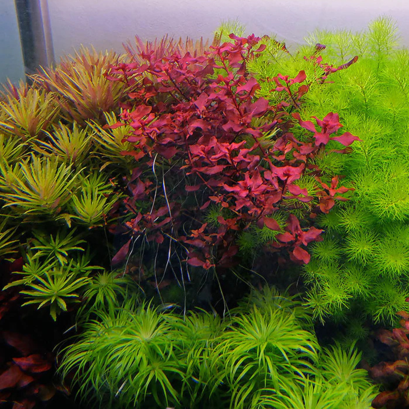 Ludwigia sp. Super Red Mini
