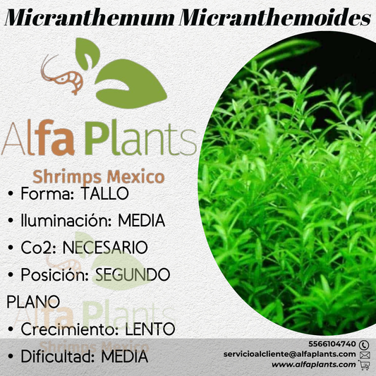 Micranthemum Micranthemoides