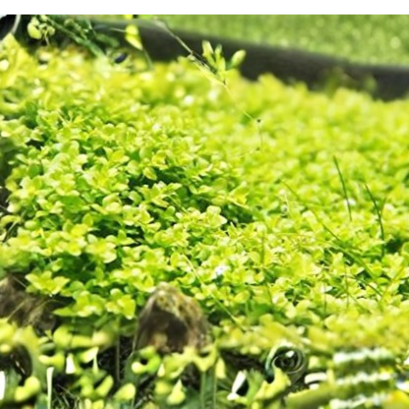 Micranthemum Tweediei Pearl White In-vitro