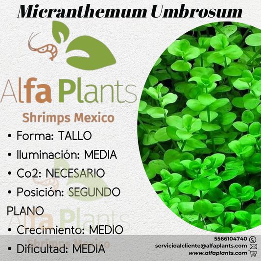 Micranthemum Umbrosum