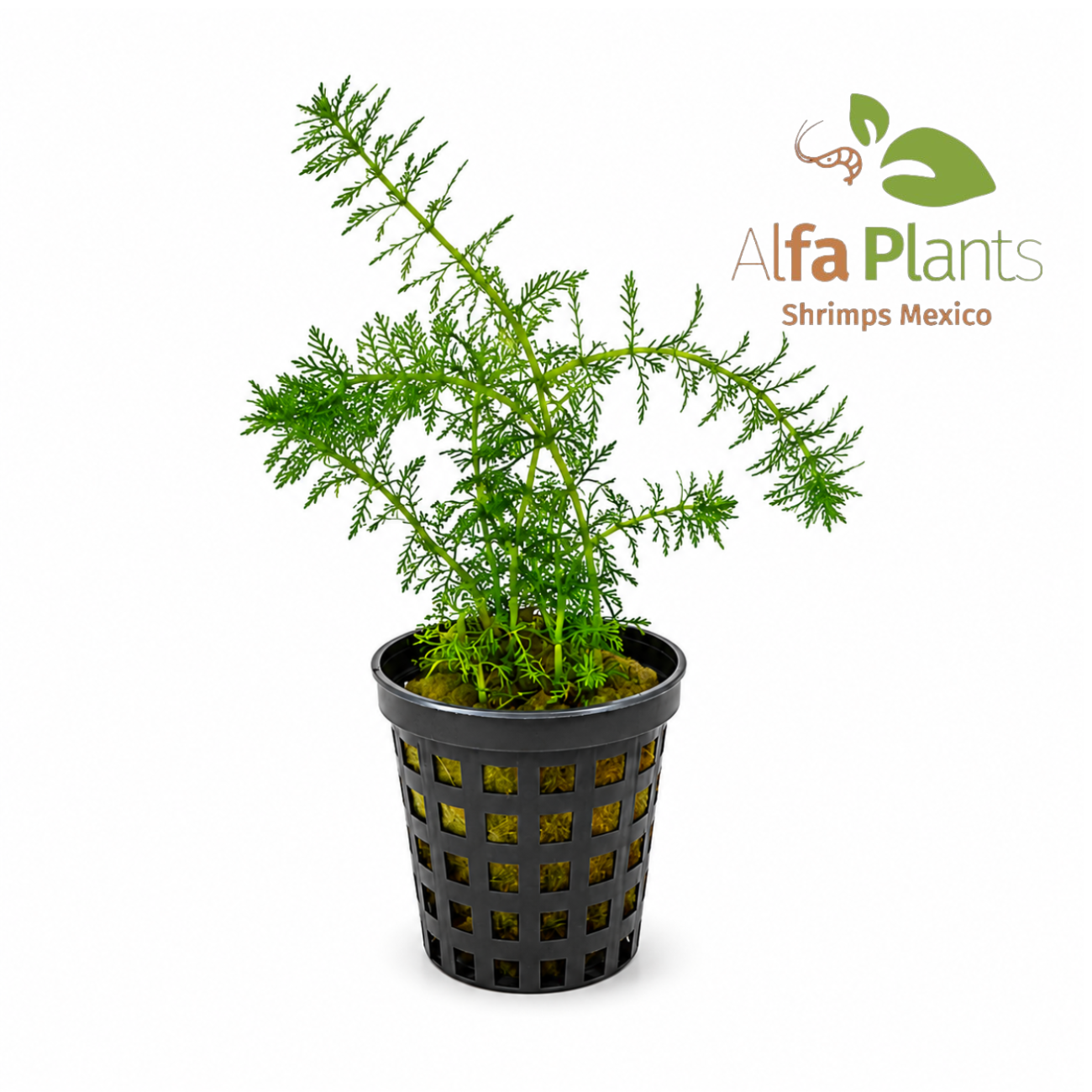 Myriophyllum Mattogrossense Mini