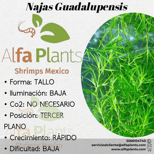 Najas Guadalupensis