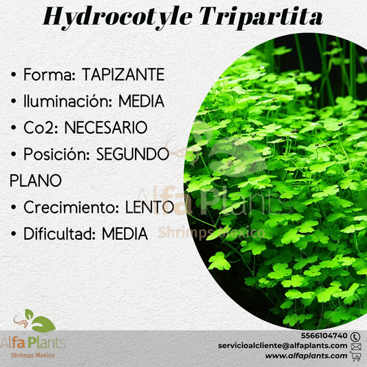 Hydrocotyle Tripartita