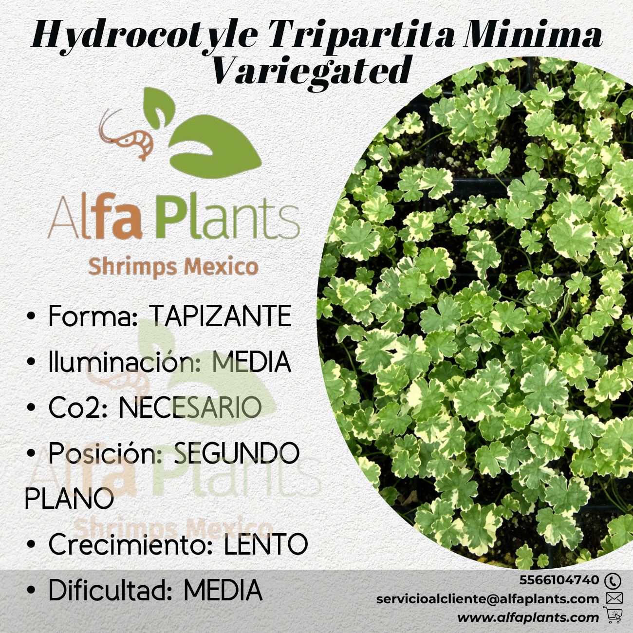 Hydrocotyle Tripartita Minima Variegated