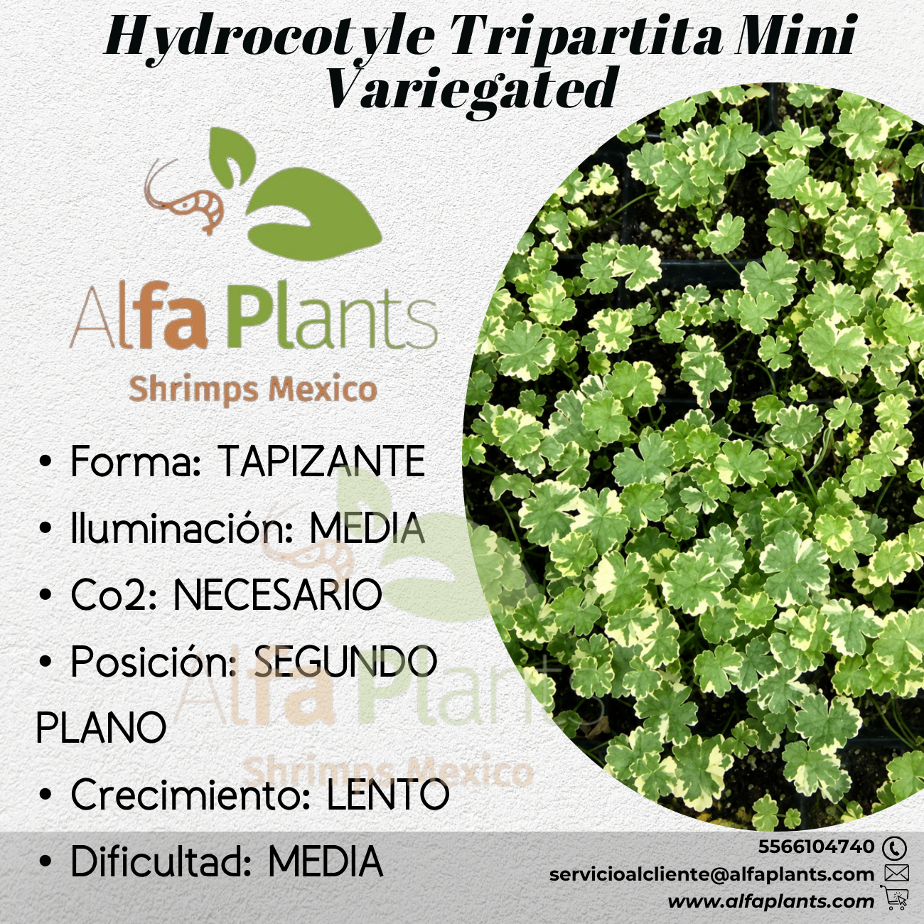 Hydrocotyle Tripartita Mini Variegated