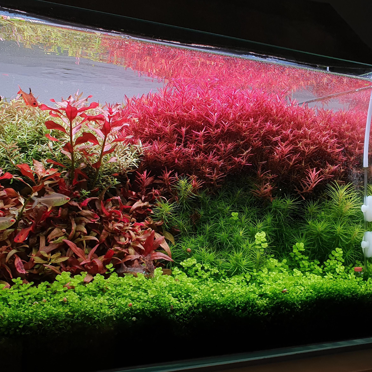 Rotala Hra