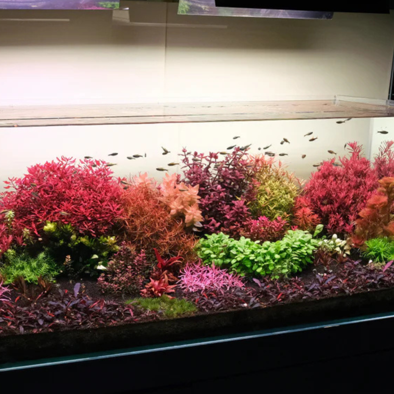 Rotala Hra