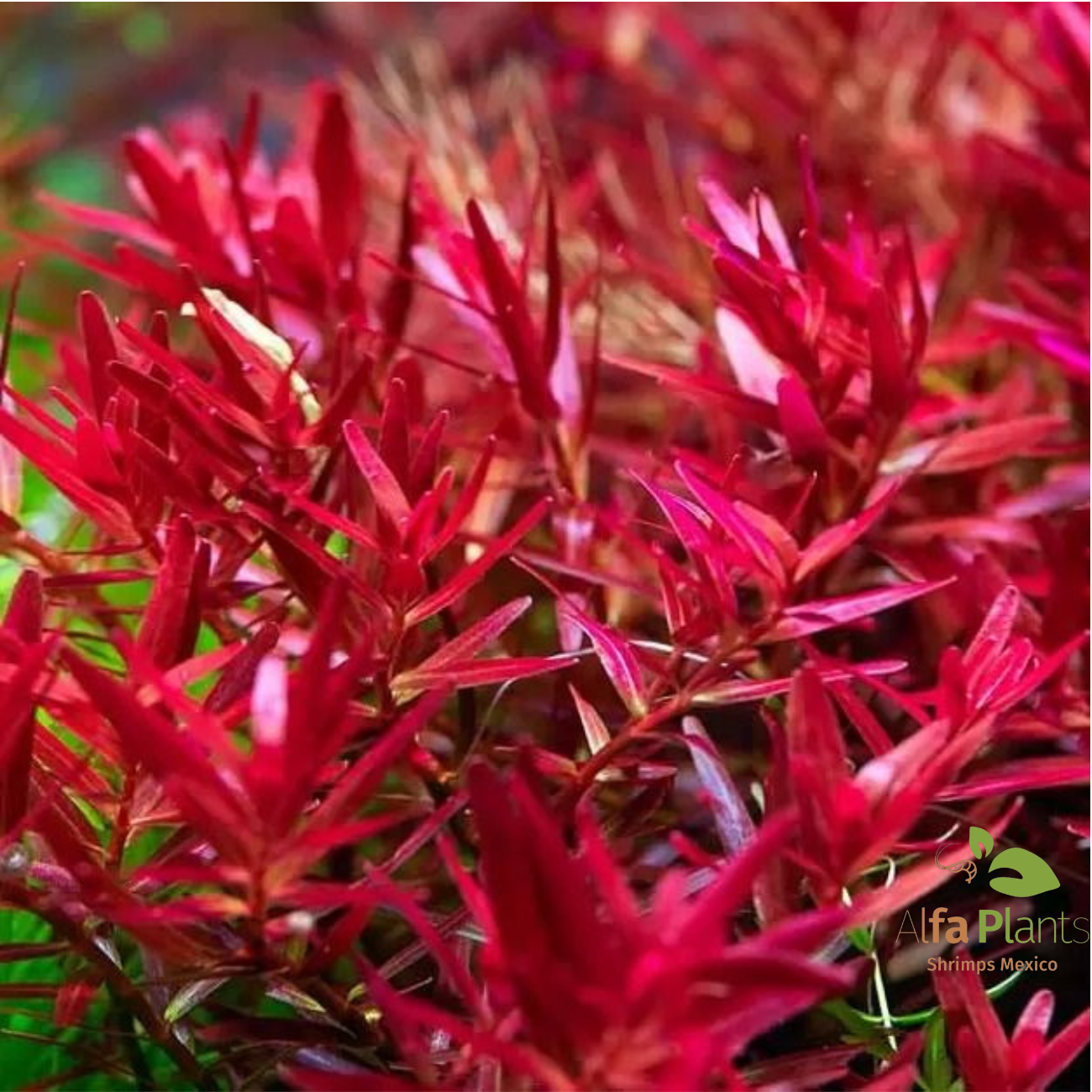 Rotala Hra
