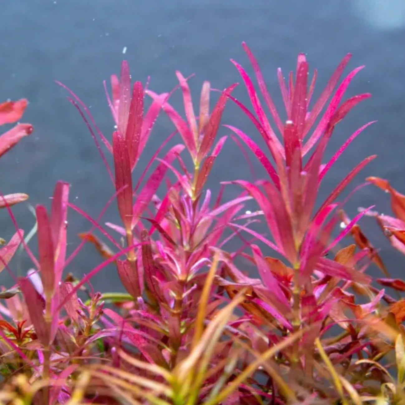 Rotala Macandra sp. Mini Pink