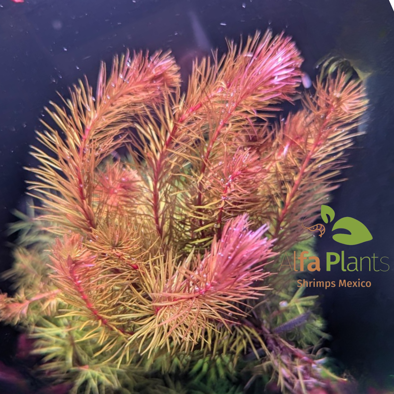 Rotala sp. Vietnam