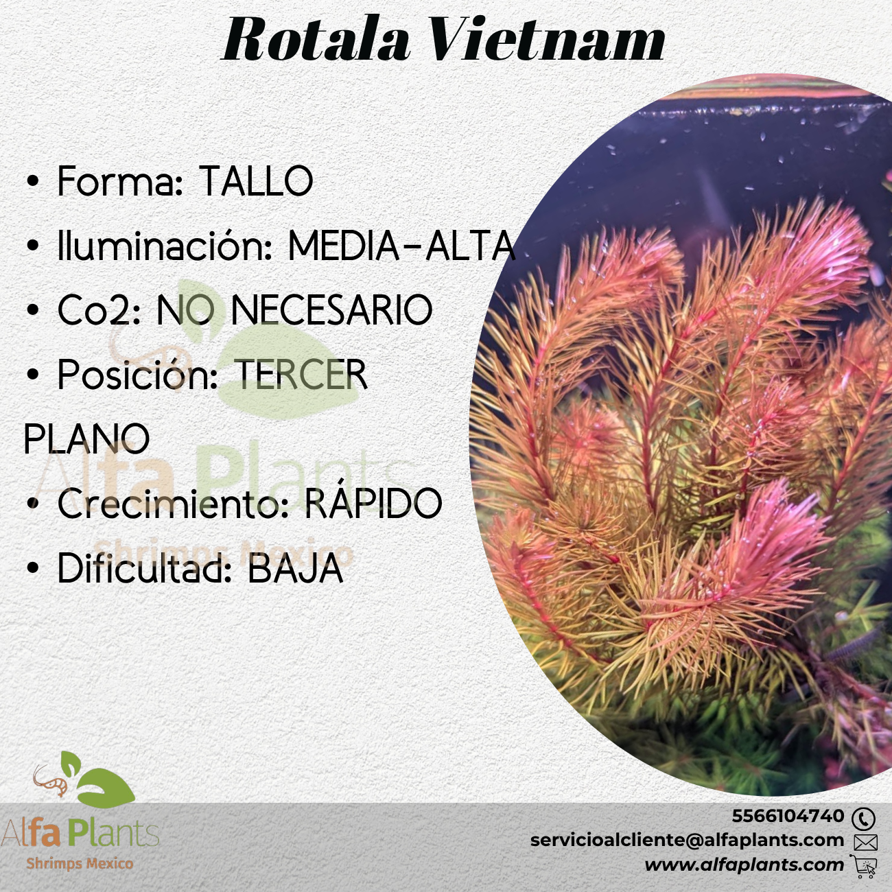 Rotala Vietnam