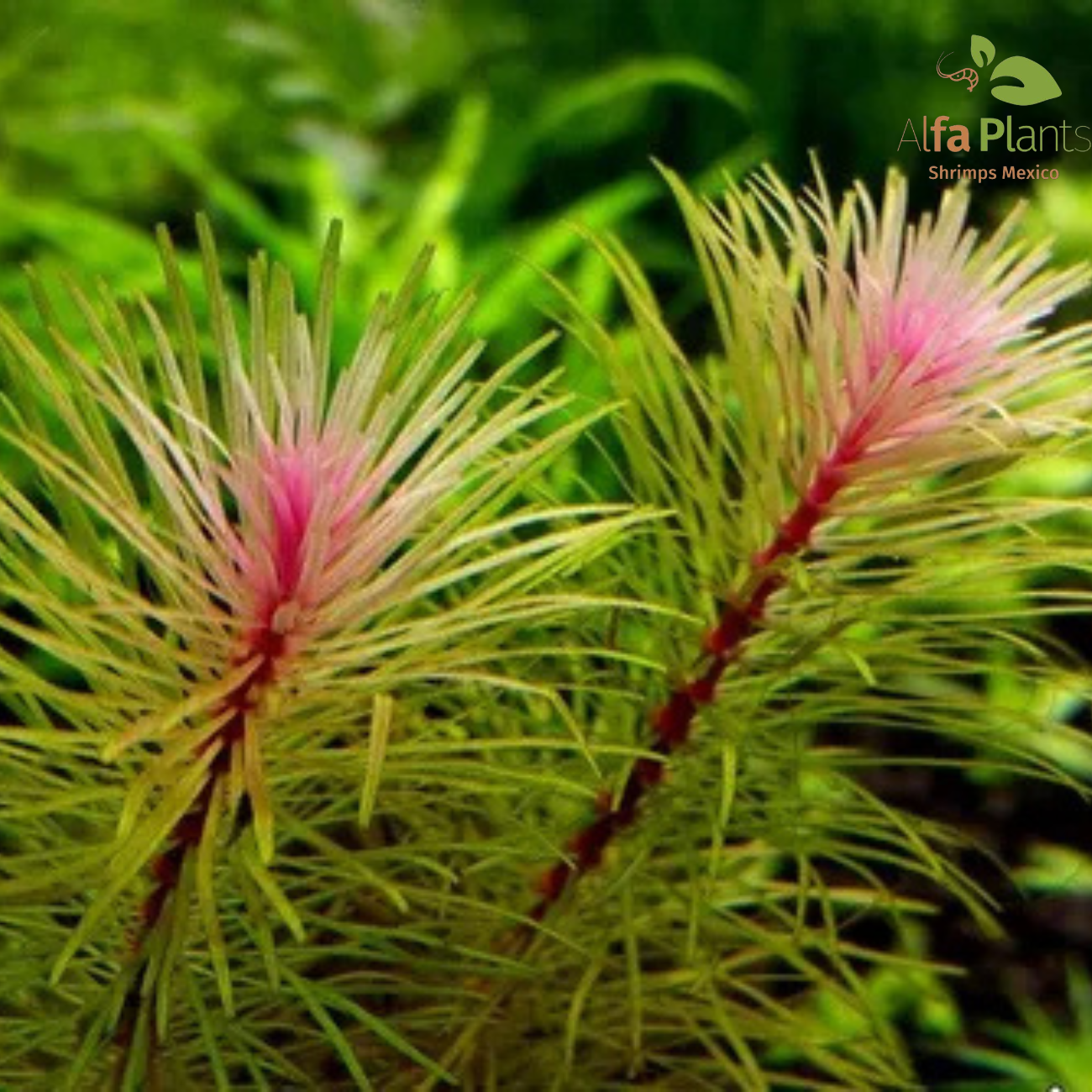 Rotala Vietnam