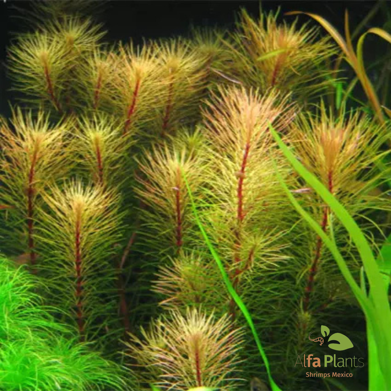 Rotala Vietnam
