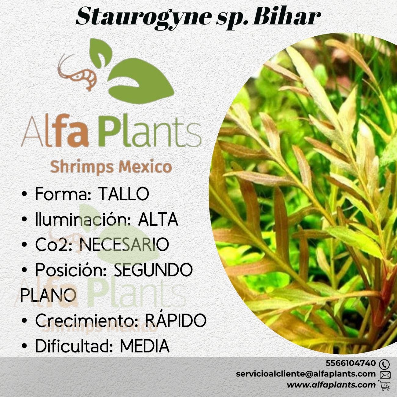 Staurogyne sp. Bihar