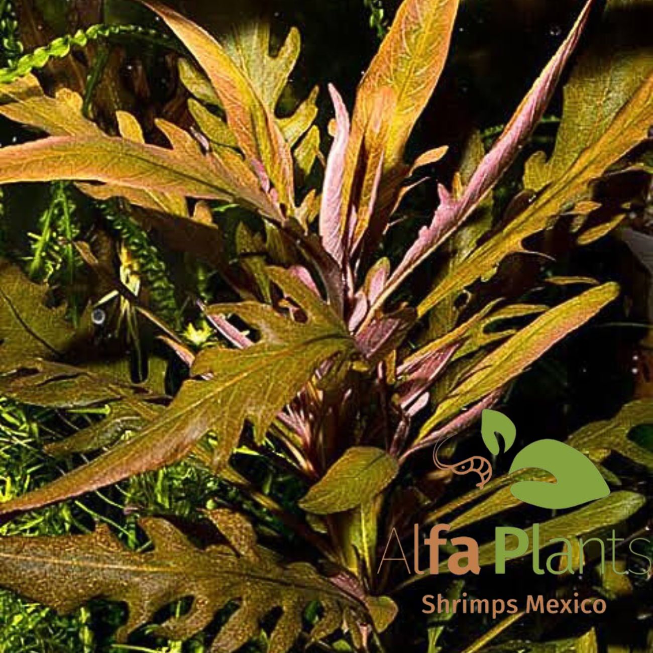 Staurogyne sp. Bihar