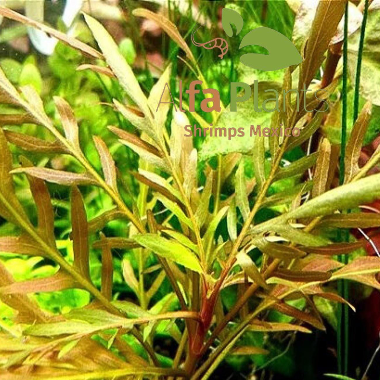 Staurogyne sp. Bihar