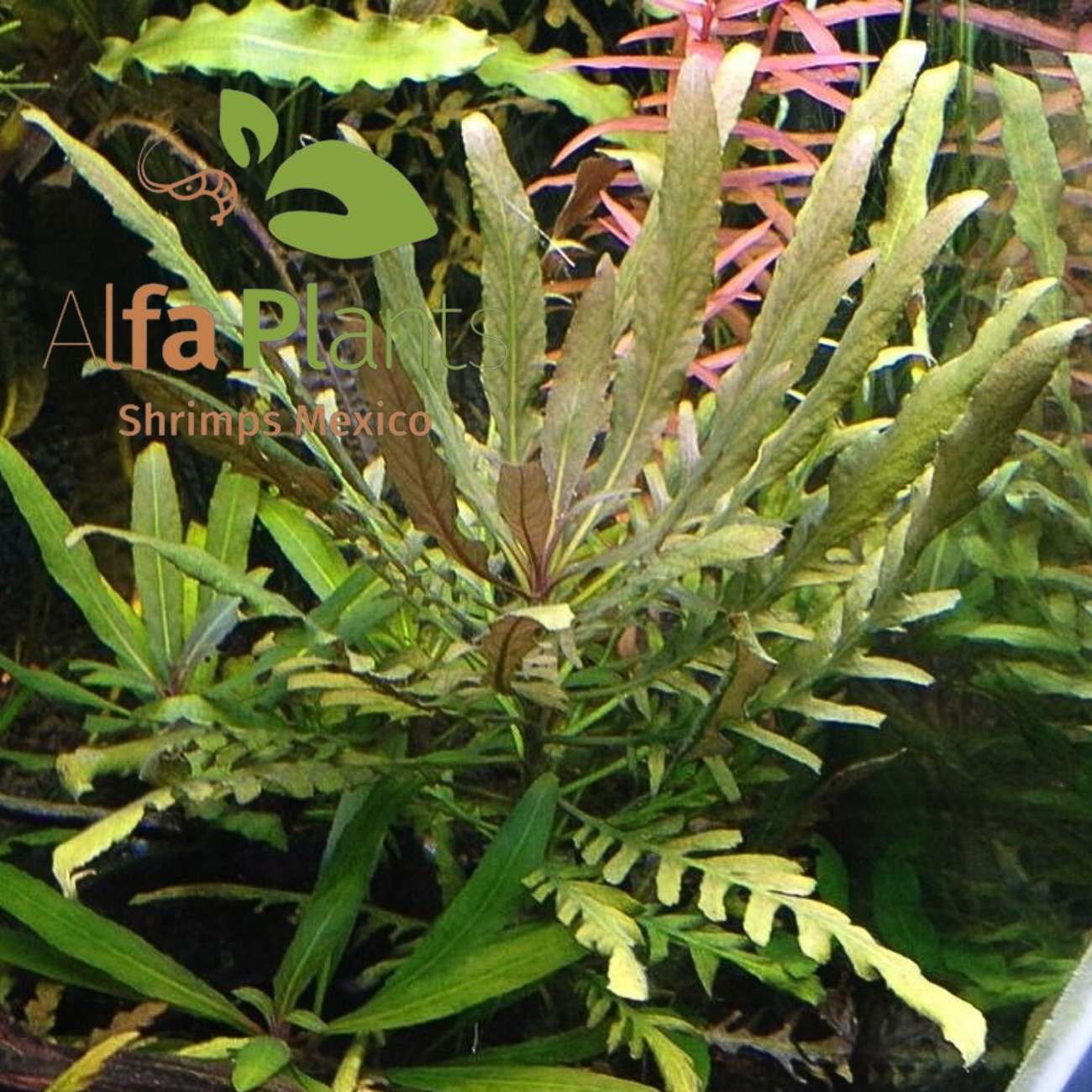 Staurogyne sp. Bihar