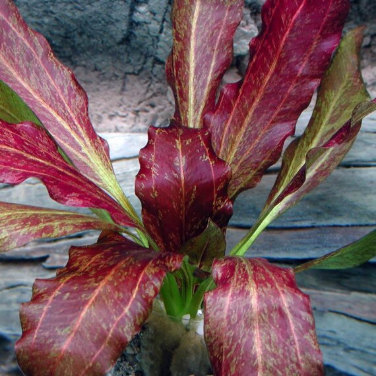 Echinodorus Red Flame