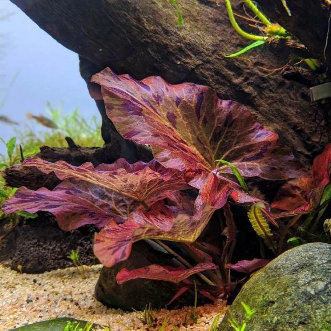 Nymphaea Tiger Lotus Red