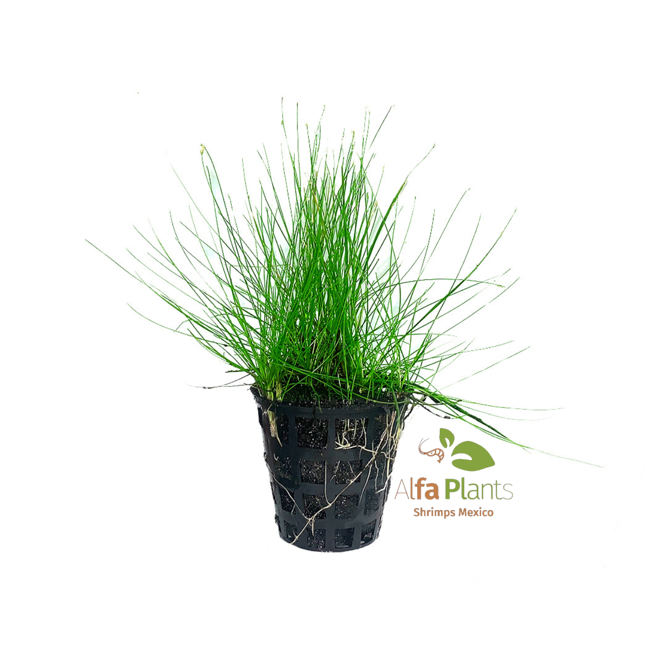 Eleocharis sp. Mini Planta Tapizante