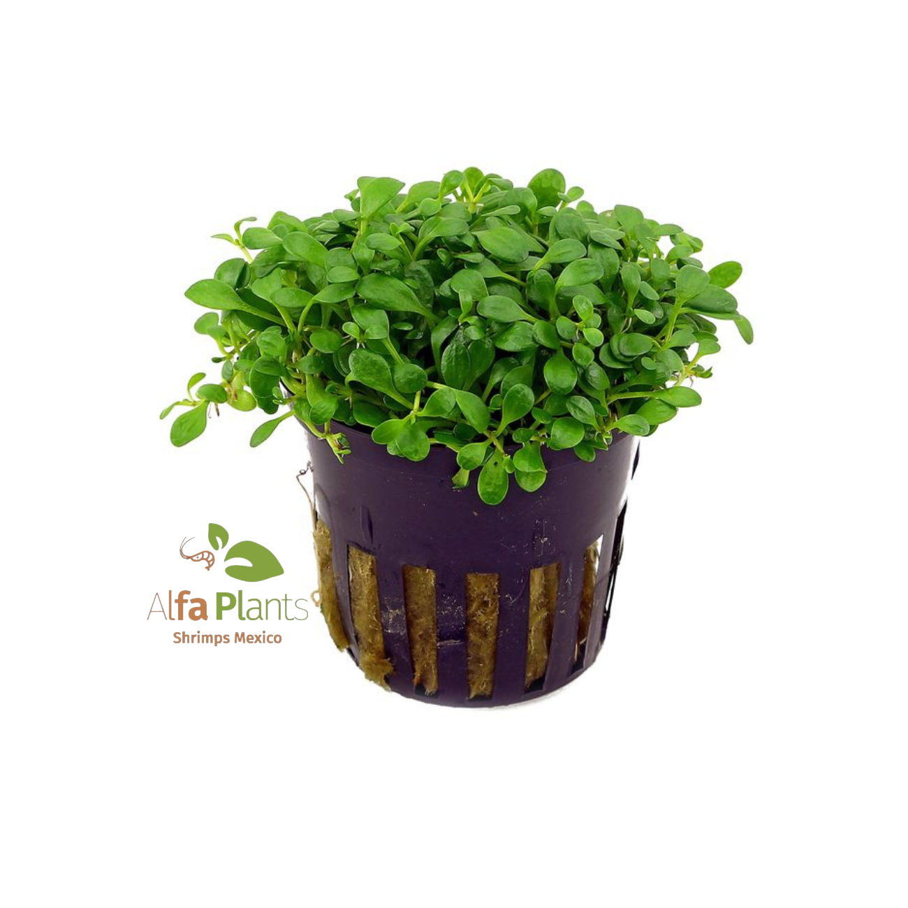 Glossostigma Elatinoides Planta Tapizante