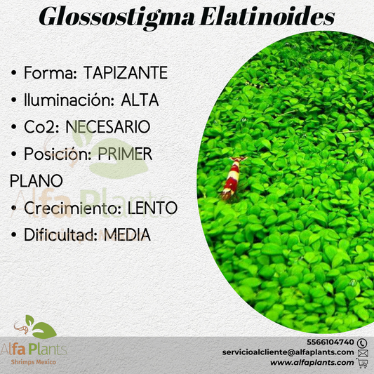 Glossostigma Elatinoides Planta Tapizante