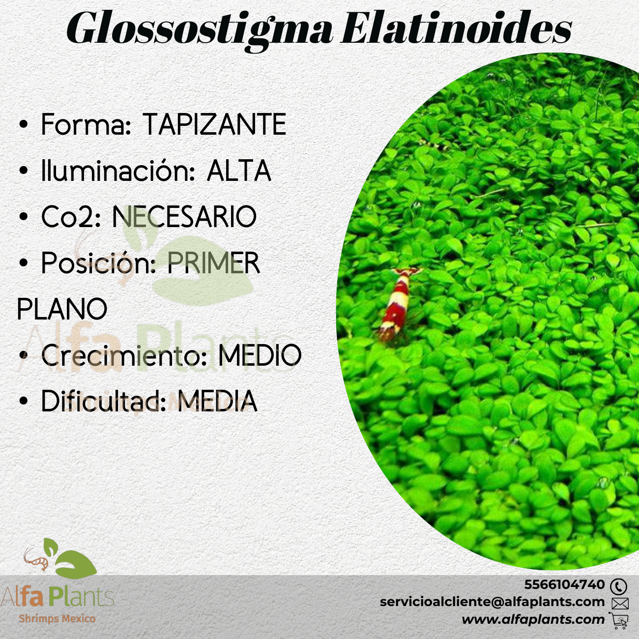 Glossostigma Elatinoides Planta Tapizante