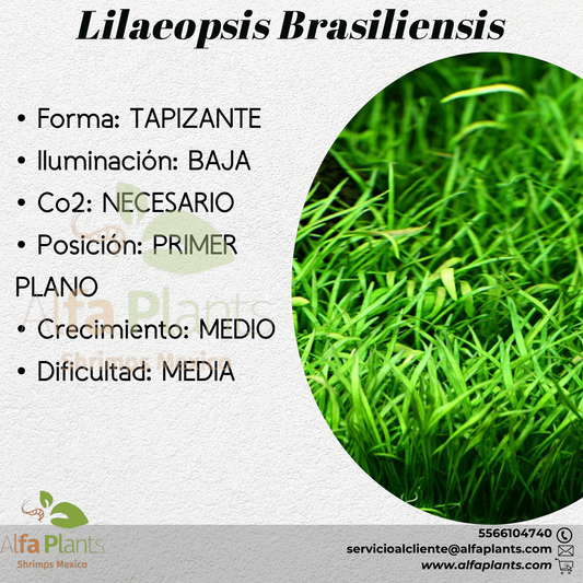 Lilaeopsis Brasiliensis