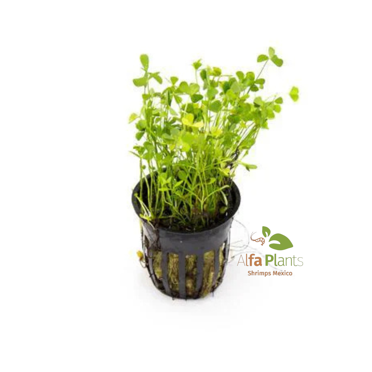 Marsilea Crenata