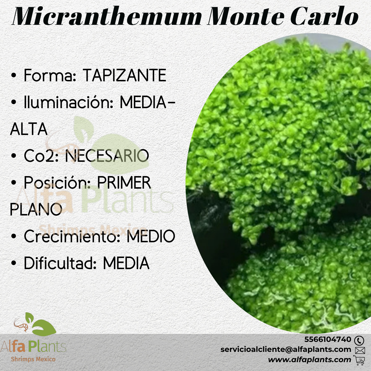 Monte Carlo Planta Tapizante