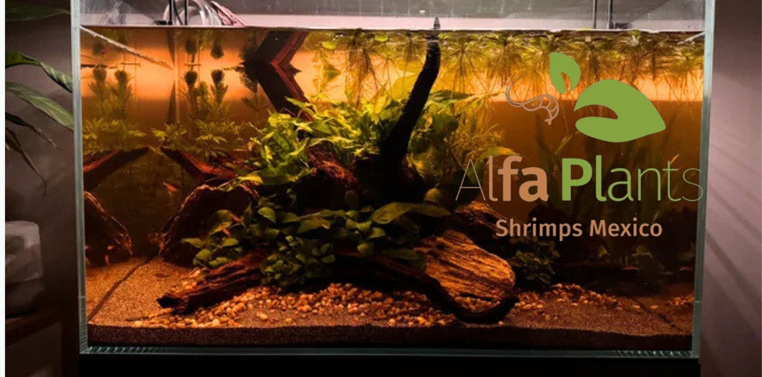 🌱El poder de los taninos: qué son y qué beneficios tienen en el acuario ✨