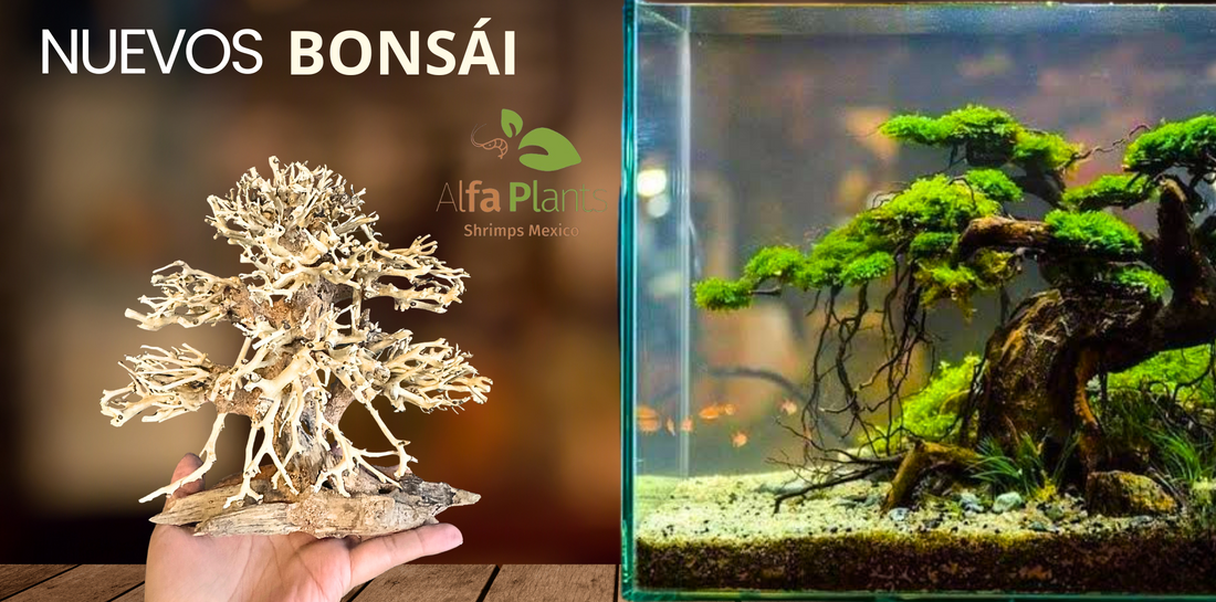 ¿Cómo escoger el Bonsái para tu acuario? Características, tipos y cuidados