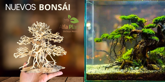 ¿Cómo escoger el Bonsái para tu acuario? Características, tipos y cuidados