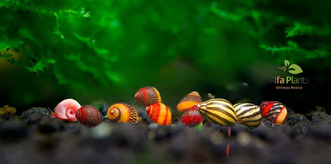 ¡Bienvenido caracol a tu nuevo hogar! De Alfa Plants Shrimps México, tu especialista en caracoles para acuario.